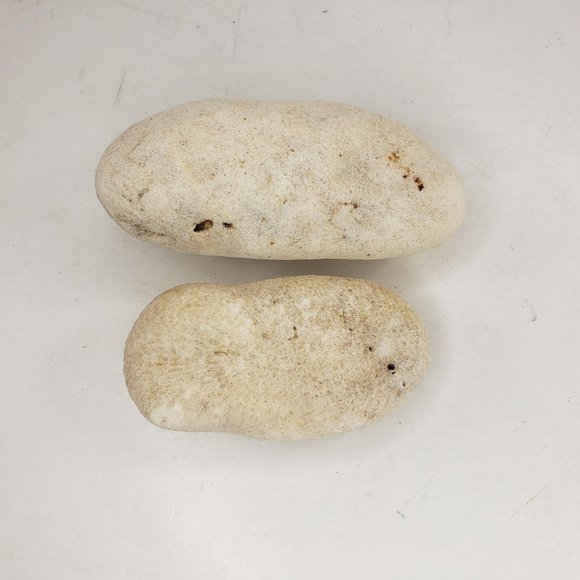 Round Oblong Fossil Shell Puffy Vintage Natural Set of 2 - Picture 3 of 4